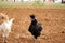 Pair of white and black Polish crested roosters with crazy hairdos