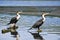 Pair of White-breasted Cormorants