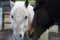 Pair of white and brown horses touching noses in friendship