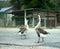 Pair of white Chinese geese, domesticated breed of swan geese (Anser cygnoides) in a park, walking to a shore of a pond. Couples