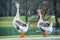 Pair of white Chinese geese in a park