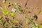 Pair of White-Crowned Sparrow Perched in Thorny Bu