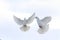 Pair of white doves flying in the winter sky