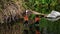 A pair of White-Faced Whistling Ducks in a marsh