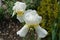 Pair of white flowers of bearded irises