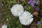 Pair of white flowers of China asters in September