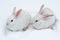 A pair of white fluffy rabbits on white winter snow.