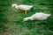 A pair of white geese graze on green grass. Breeding of geese, poultry, free range