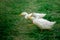 A pair of white geese graze on green grass. Breeding of geese, poultry, free range