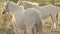 pair of white horses with foal on a sunny windy day in a paddock. Horse family. White horse in paddock at sunset.Farm