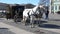 A pair of white horses harnessed to an old chariot on Palace square. Saint-Petersburg