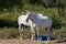 Pair of white horses outside on a sunny summer day in rural Portugal