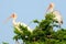 Pair of White Ibis Standing in a Tree