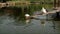 Pair of White Muscovy Ducks Preening and Fluttering before Jumping into a Pond