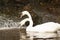 Pair of white mute swans Cygnus Olor floating on a lake.