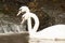 Pair of white mute swans Cygnus Olor floating on a lake.