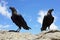 A pair of white necked ravens