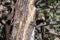 Pair of White Nosed Coatimundi in the Chiricahua National Monument