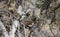 Pair of White Nosed Coatimundi in the Chiricahua National Monument Arizona