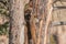 Pair of White-nosed Coatimundi in a tree in Arizona