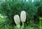 Pair of White Oval Shape Lawyer`s Wig Mushrooms on the Garden`s Lawn