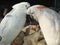 A pair of white parrots together.