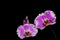 Pair of white and pink color phalaenopsis orchids