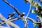 Pair of White rumped babblers Turdoides hypoleuca on a brunch