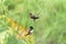 Pair of White-rumped Munia birds eating small seeds, also known as locally