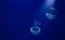 A pair of white spotted jellyfish floating in blue water with a spotlight shining down