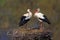 Pair of White Stork birds on a nest during spring season