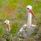 Pair of white stork conceptual bird portrait closeup. Looking out bushes. Sharpness on left bird. Reservation