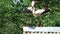 Pair white storks Ciconia chattering clattering on barn roof