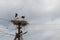 Pair of white storks Ciconia ciconia in nest on the pole