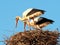 Pair Of White Storks Or Ciconia Ciconia Wih Nest