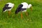 Pair white storks conceptual bird walking on the meadow and look