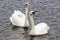 Pair of white swans