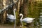 A pair of white swans on a calm pond. Beautiful birds that represent love and mutual understanding in family relationships.