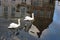 Pair of white swans in canal with historic buildings reflection in water.