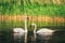 Pair of white swans close to each other.