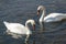A pair of white swans Cygnus olor feeding on aquatic plants on the lake