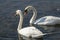 A pair of white swans Cygnus olor feeding on aquatic plants on the lake in Goryachiy Klyuch.