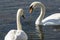 A pair of white swans Cygnus olor feeding on aquatic plants on the lake in Goryachiy Klyuch.