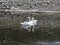 A pair of white swans dancing on the water surface