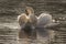 A pair of white swans in the early morning sunshine