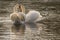 A pair of white swans in the early morning sunshine