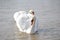 A pair of white swans floats on the water