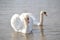 A pair of white swans floats on the water