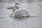 A pair of white swans floats on the water