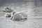 A pair of white swans floats on the water